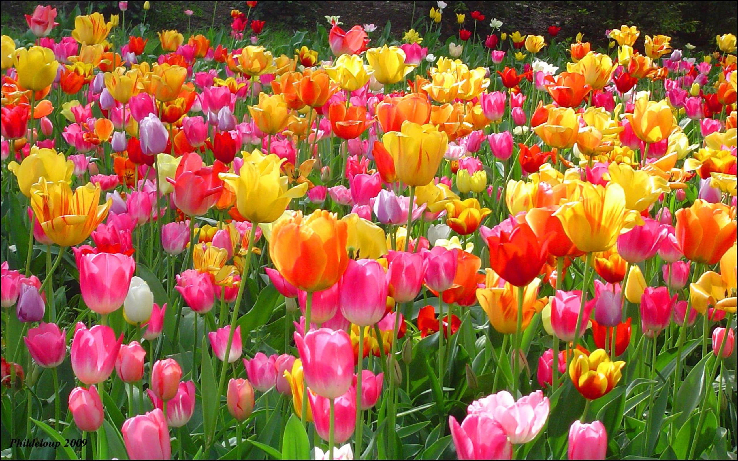 Campo di tulipani colorati, 2560x1600 WQXGA, Desktop