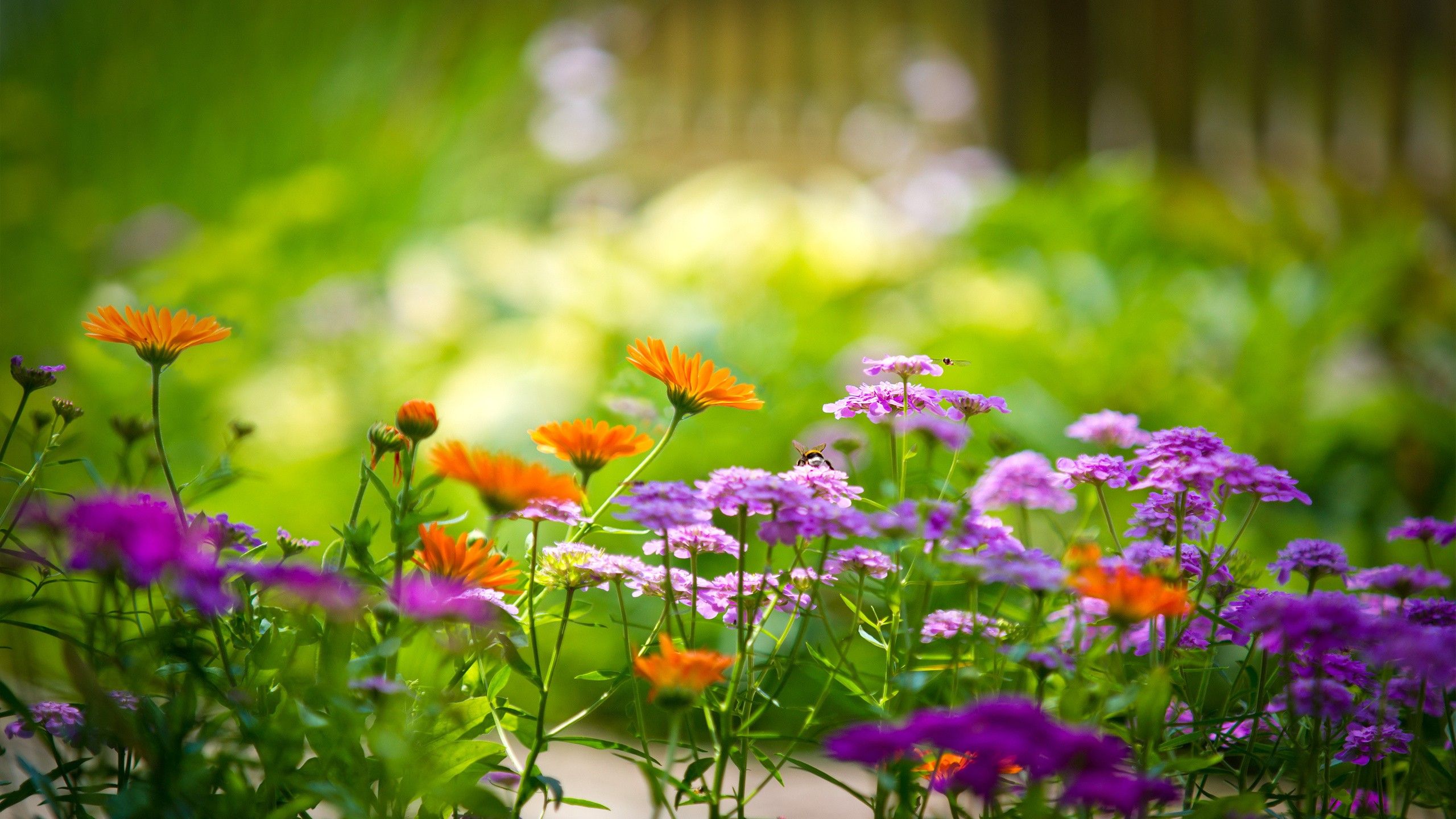 Fiori colorati in giardino, 2560x1440 2K, Desktop