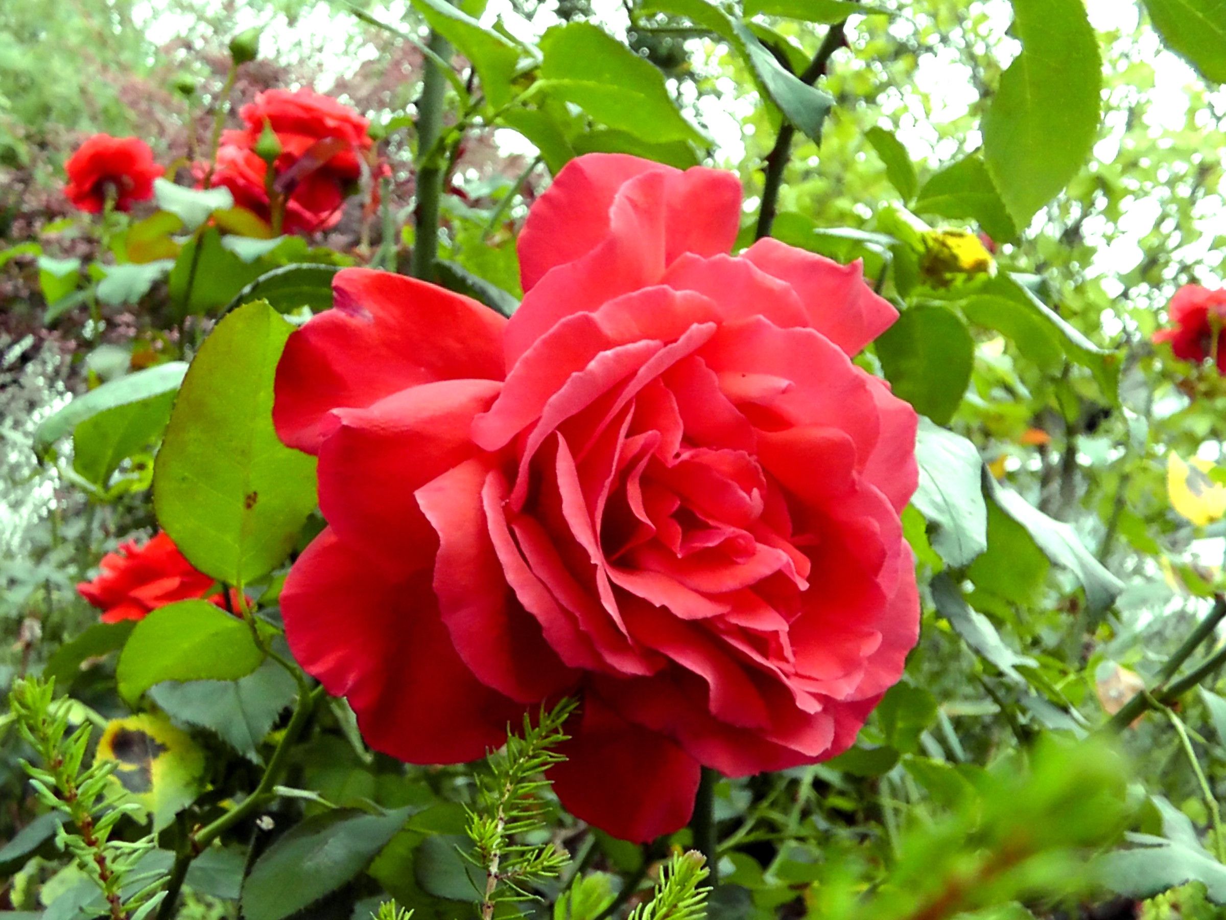 Rosa rossa in giardino, 2400x1800 Hi-Res, PC Desktop