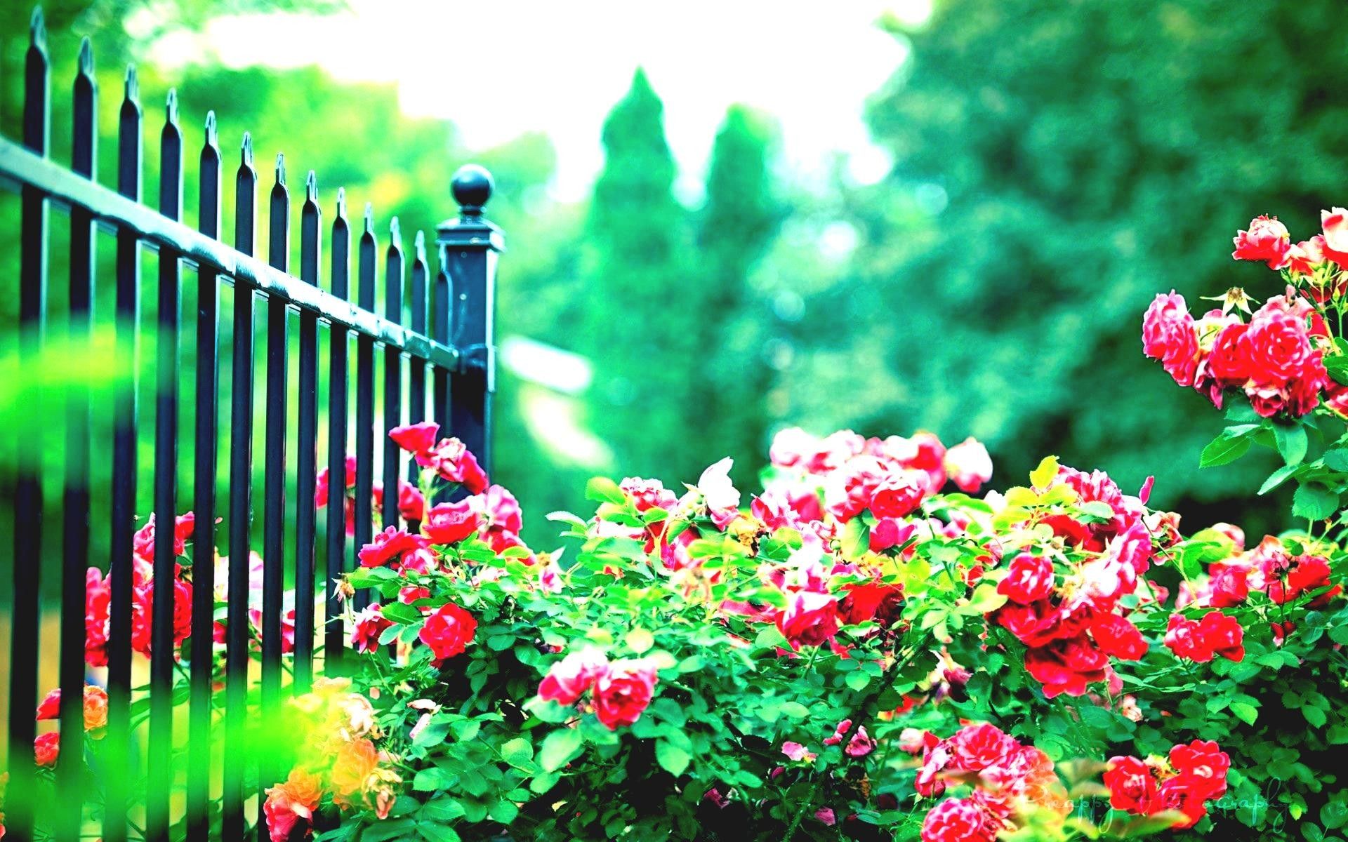 Rose rosse recinto giardino, 1920x1200 Full HD+ WUXGA, Desktop