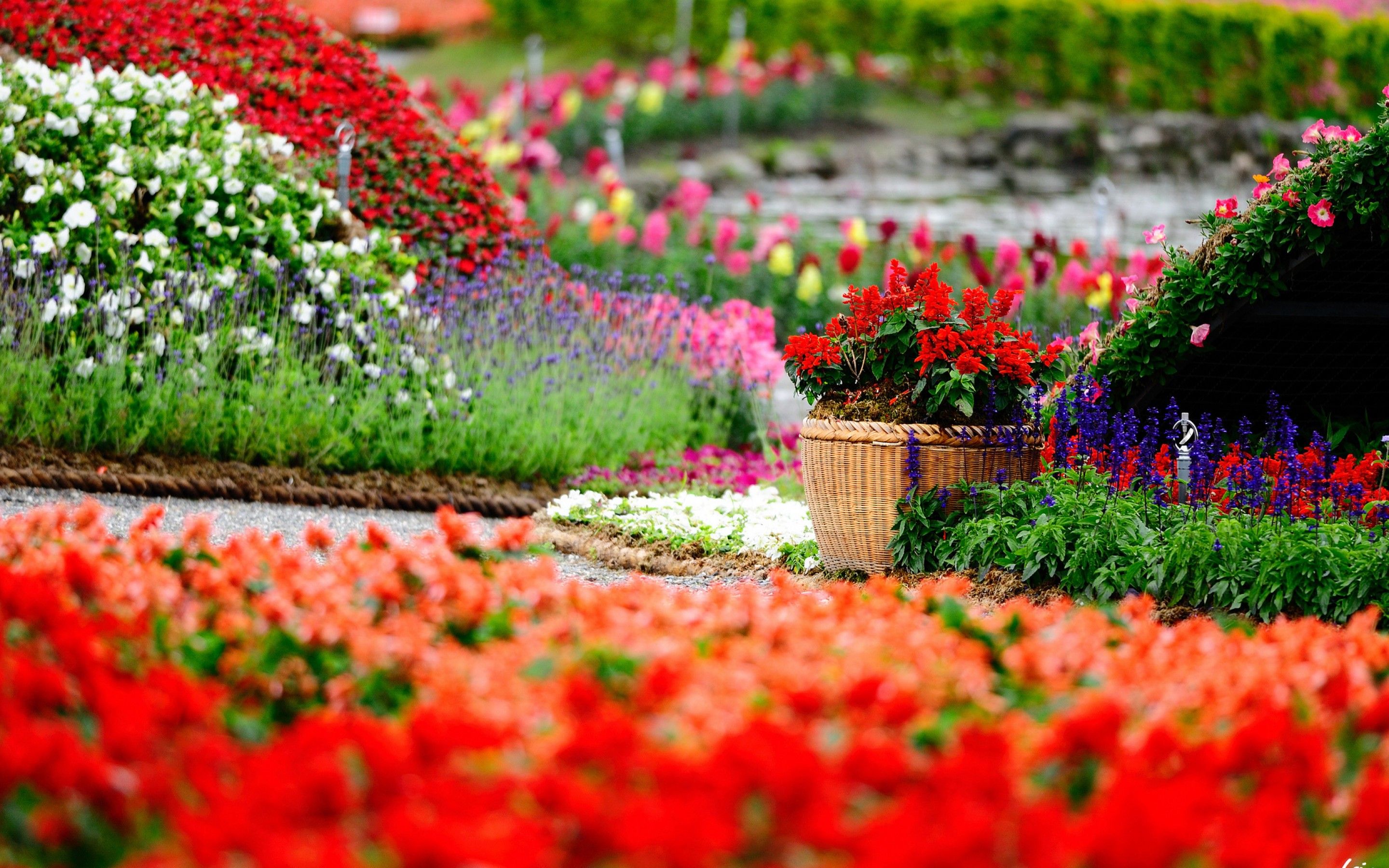 Giardino fiorito colorato, 2880x1800 2K+, Desktop