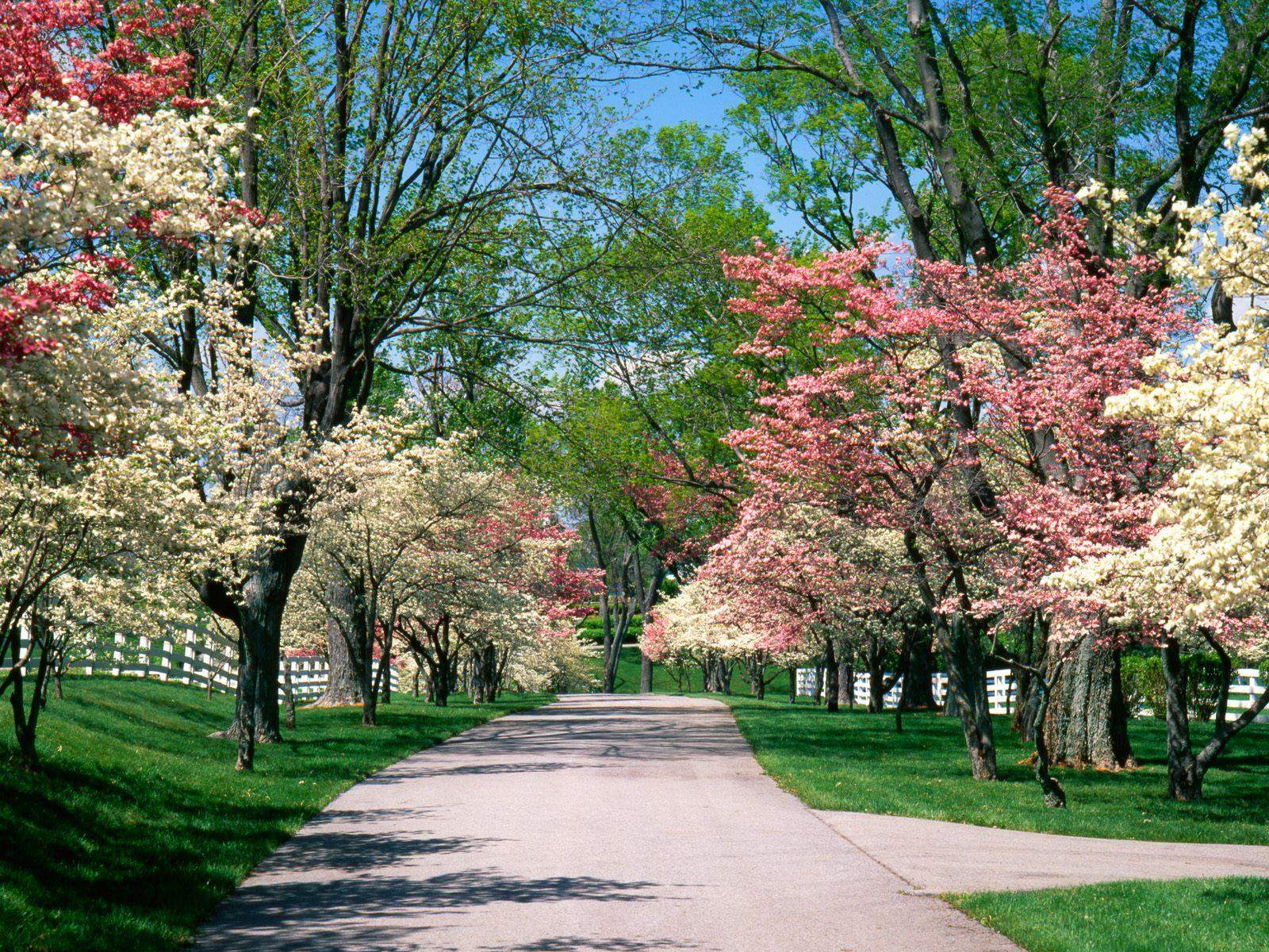 Viale con alberi in fiore, 1600x1200 900p, HP Laptop