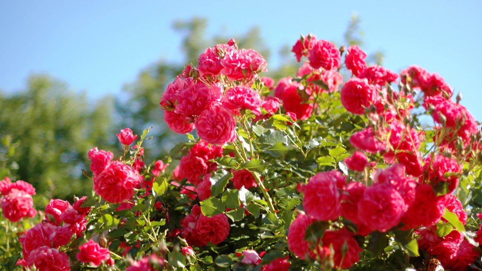 Cespuglio di rose rosa, 1600x900 HD, Desktop