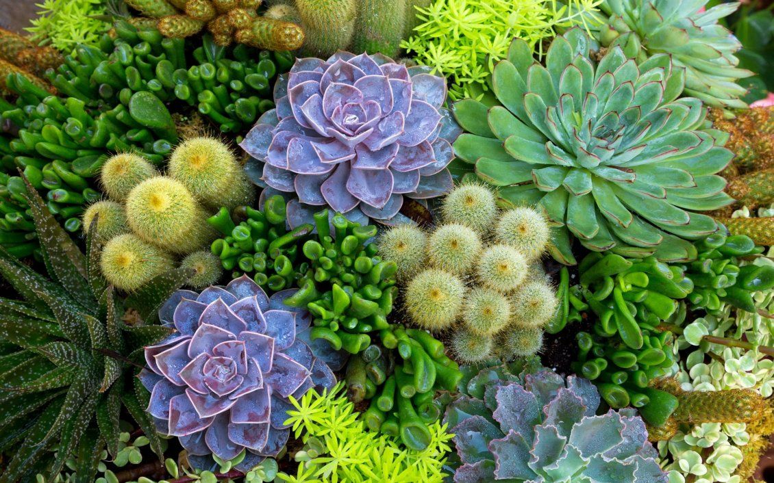 Piante grasse succulente giardino, 1130x706 HD, iMac