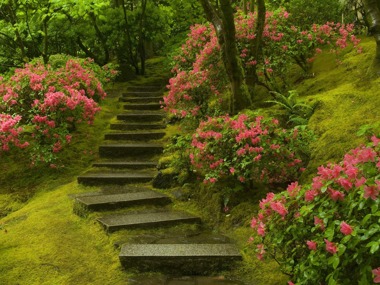 scalinata giardino con azalee, 1600x1200 HD Ready, Desktop