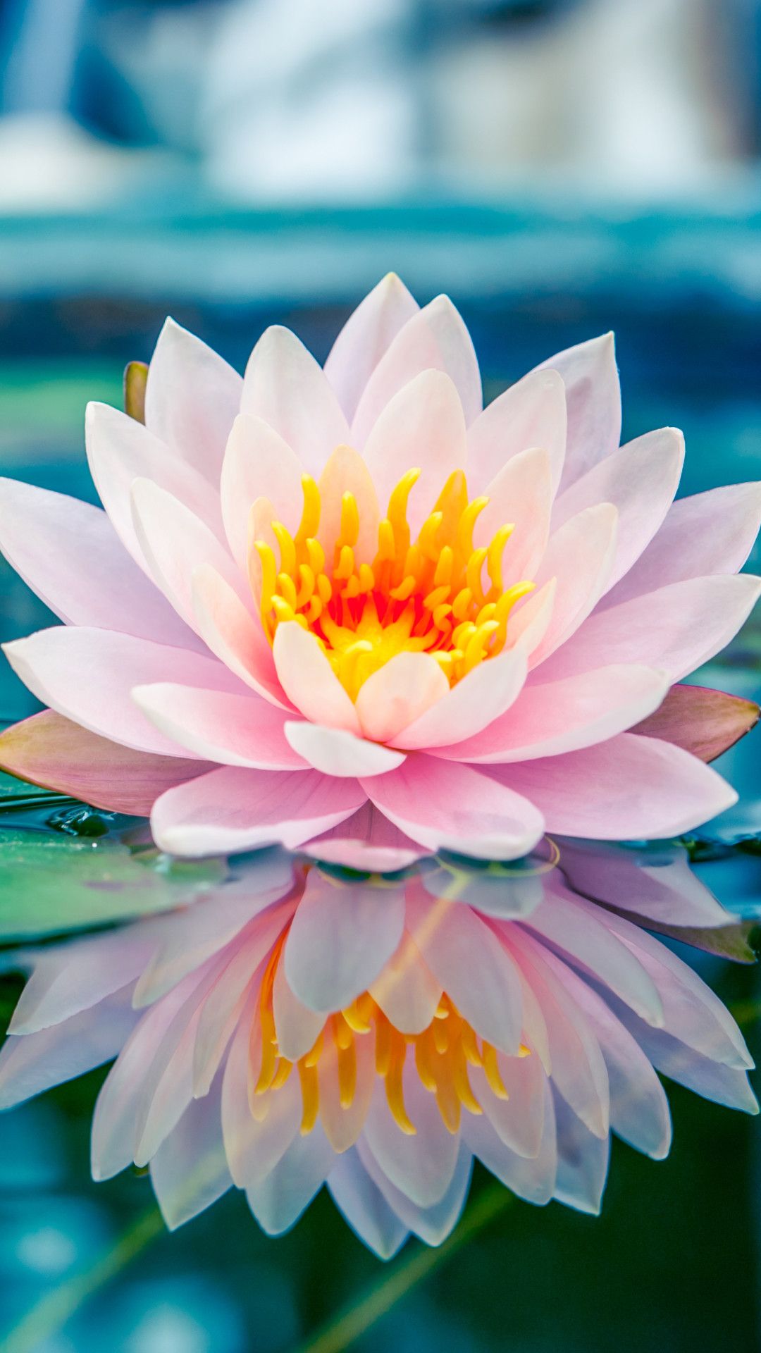 Ninfea rosa sull'acqua, 1080x1920 Full HD Verticale, Samsung Galaxy