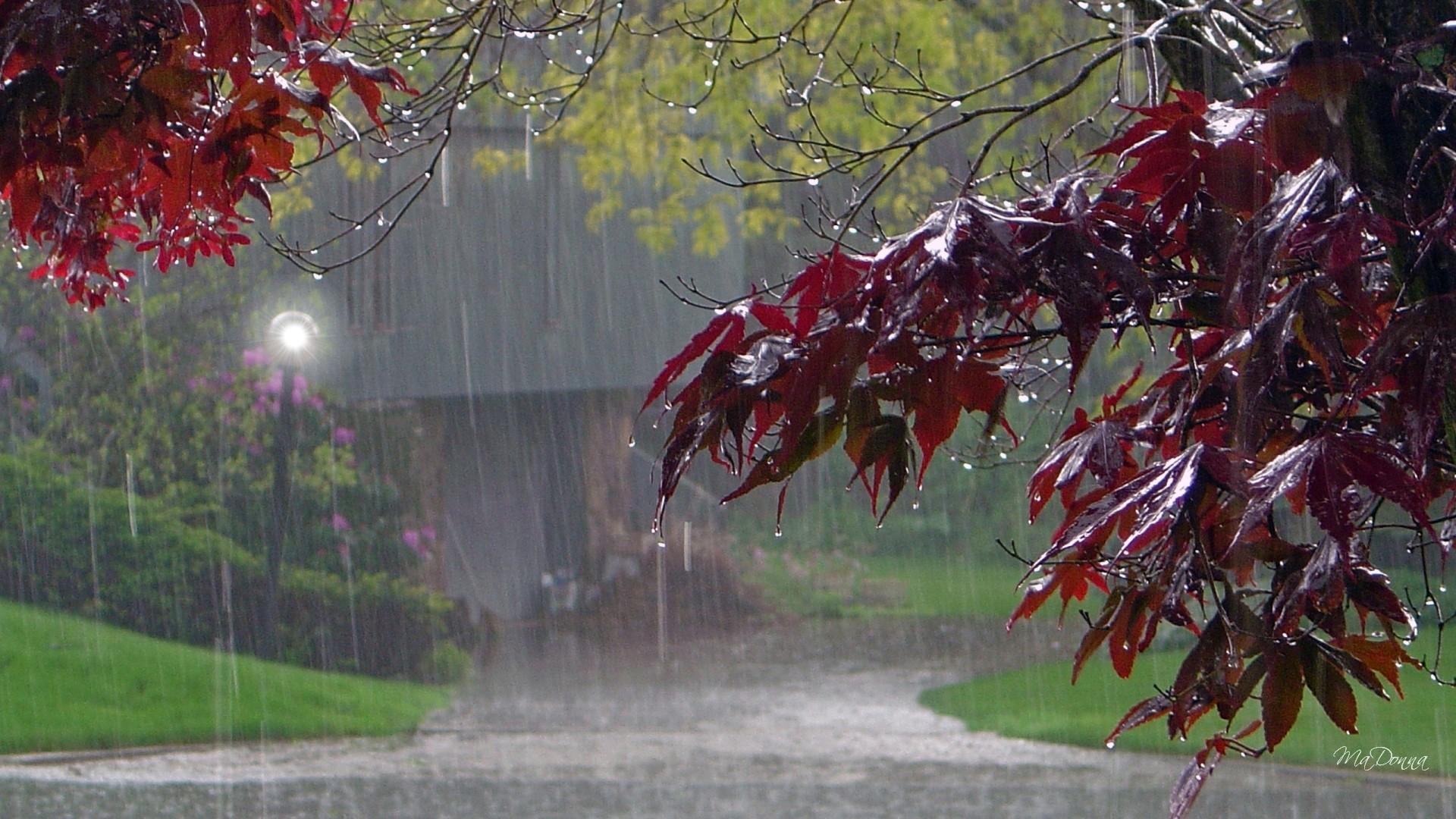 Pioggia autunnale su parco, 1920x1080 1080p, PC Desktop