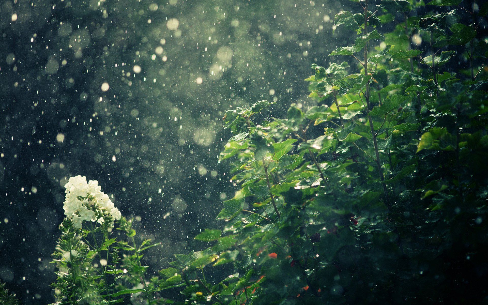 disegno ombrello finestra piovosa, 1332x850 720p, PC