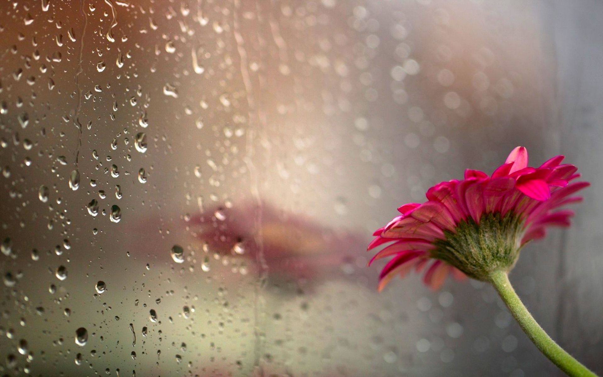 Gocce pioggia su vetro con fiore, 1920x1200 Full HD+ WUXGA, Desktop