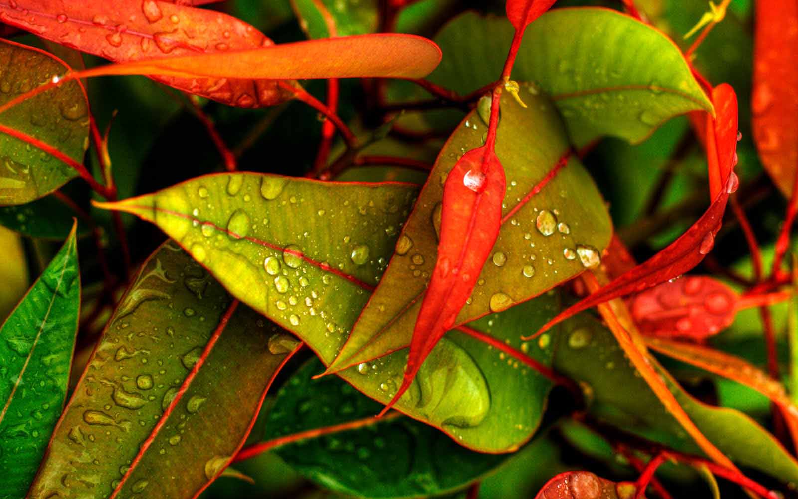 Campo verde con nuvole di pioggia, 1920x1080 1080p, Laptop