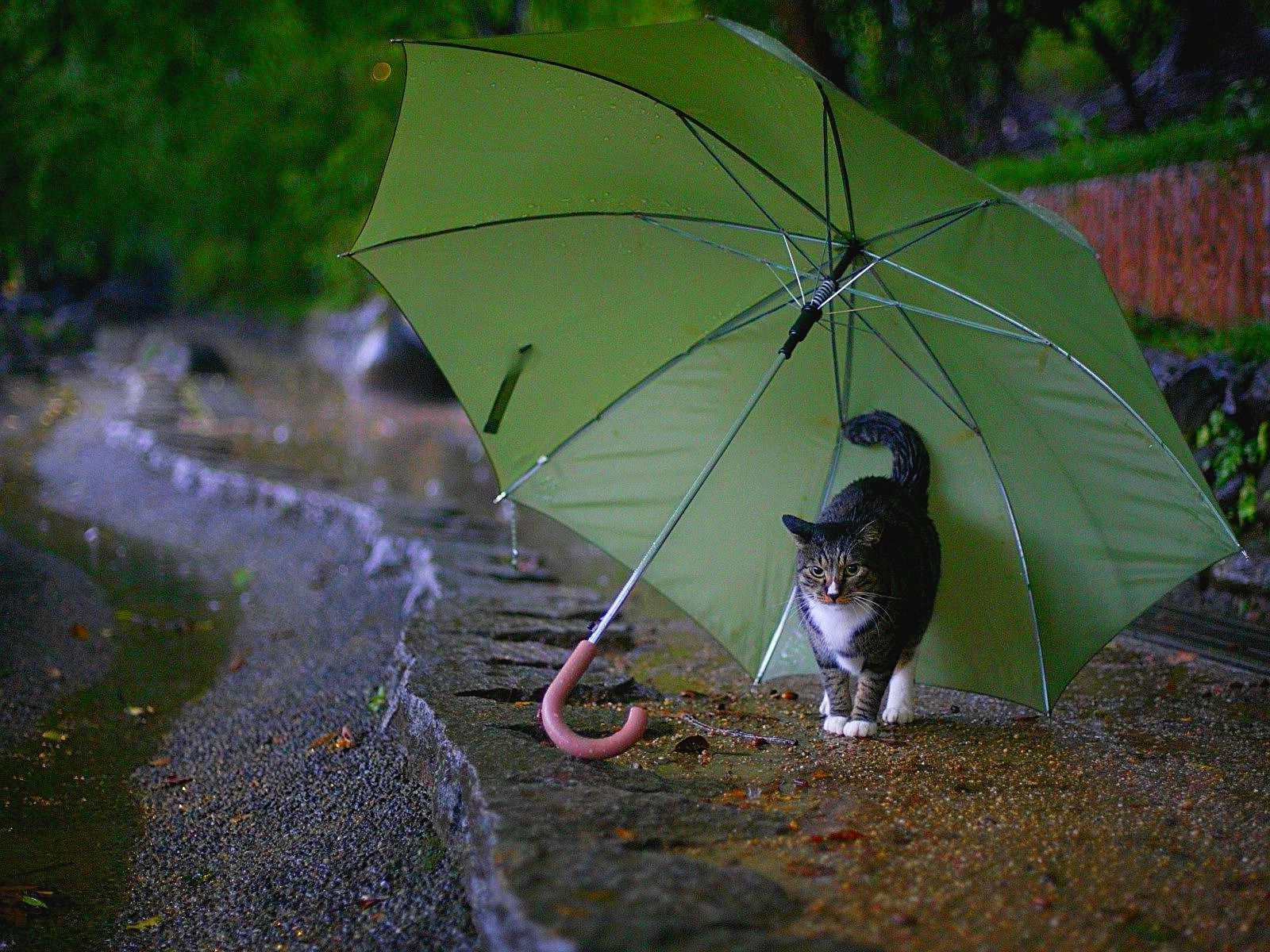 Gatto sotto ombrello verde, 1600x1200 HD, Desktop