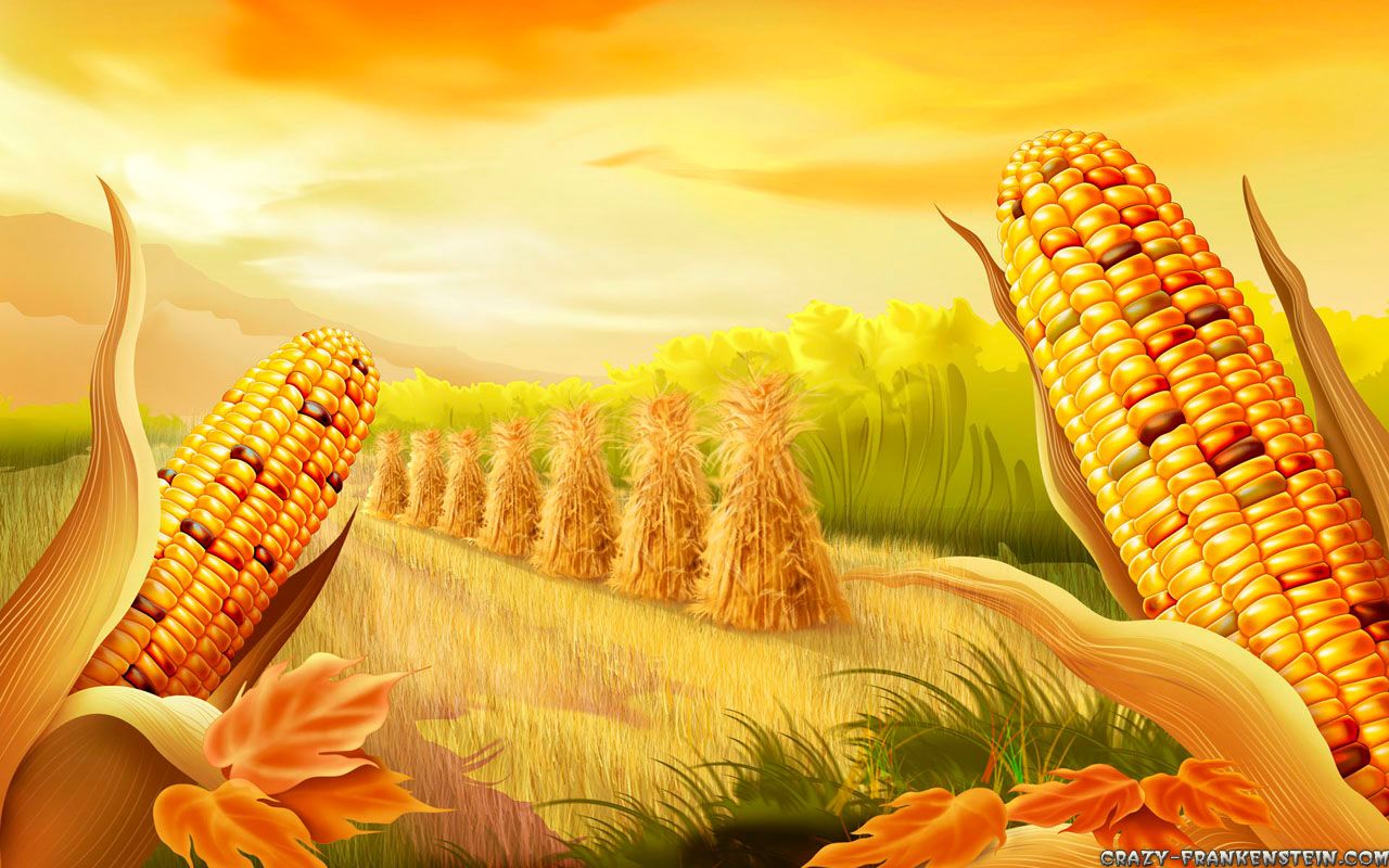 Pannocchie di mais autunnali, 1280x800 HD, Desktop