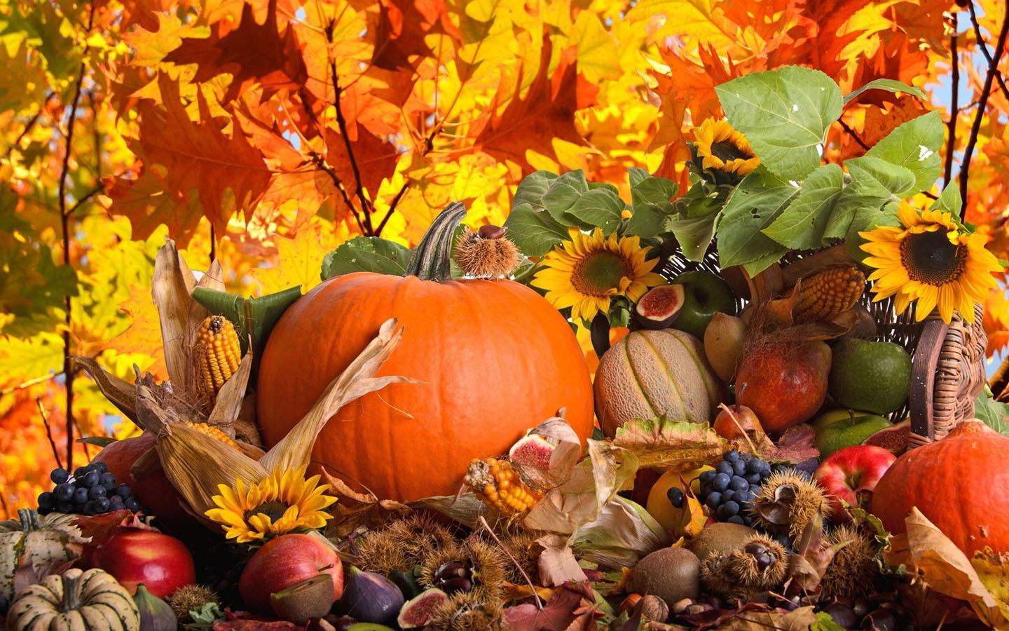 Zucca e girasoli autunnali, 1440x900 HD, Desktop