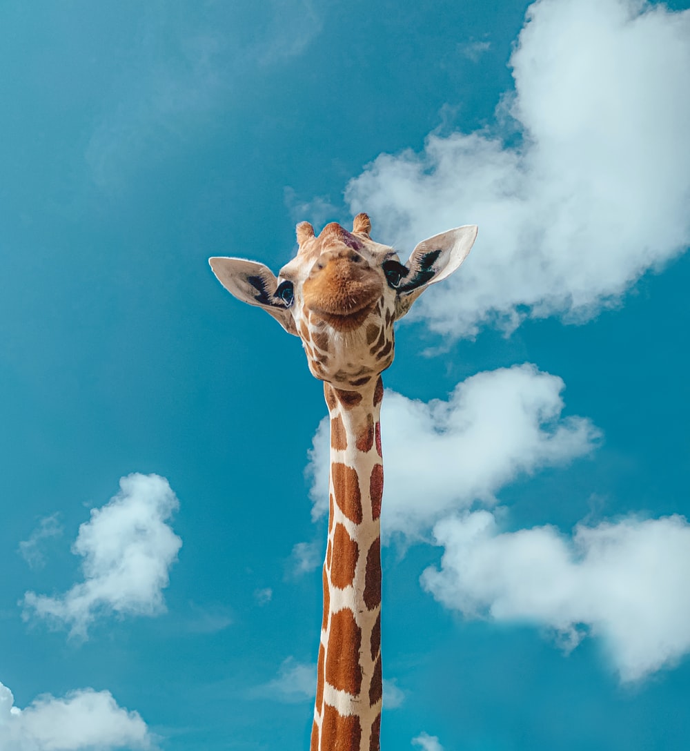 Giraffa contro cielo azzurro, 1000x1088 Full HD Verticale, Smartphone