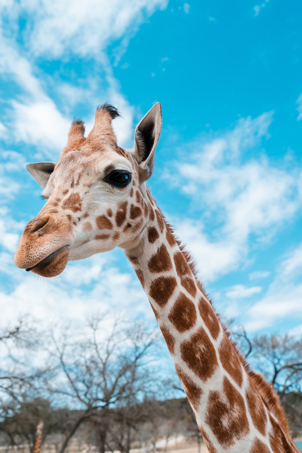 Giraffa primo piano cielo blu, 1000x1497 Verticale, Telefono