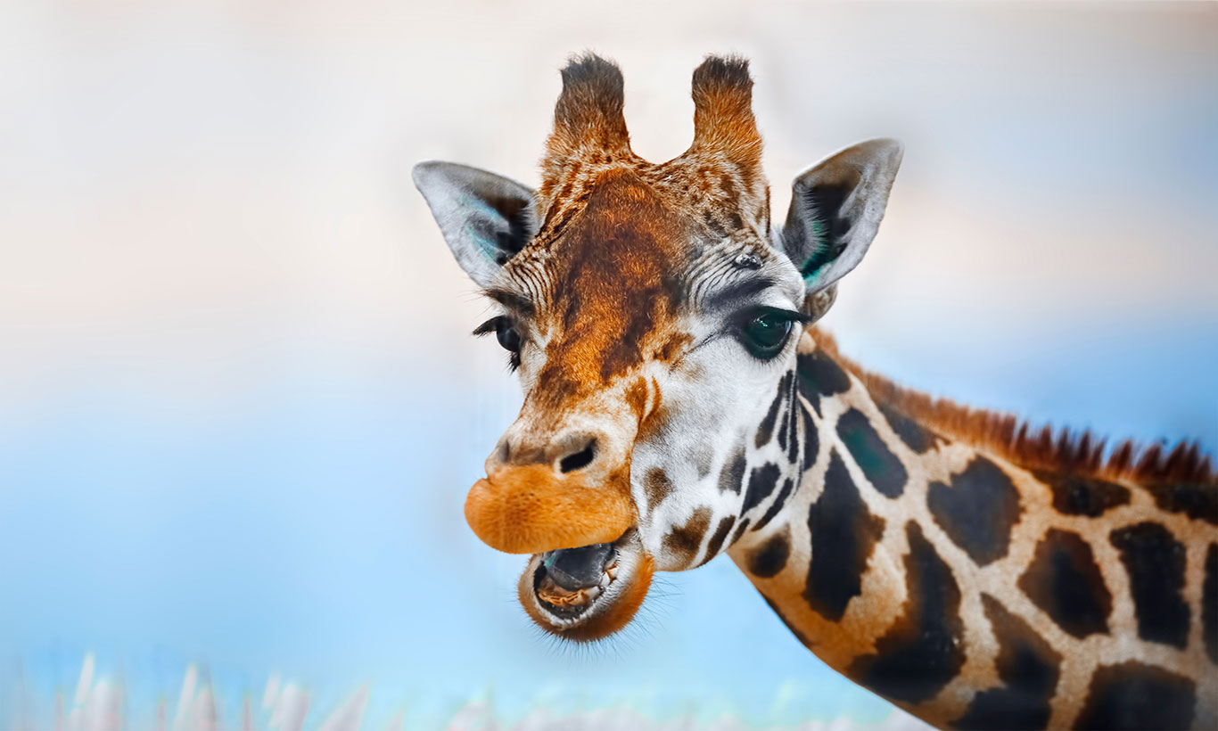 Giraffa buffa con lingua, 1366x820 HD, Desktop
