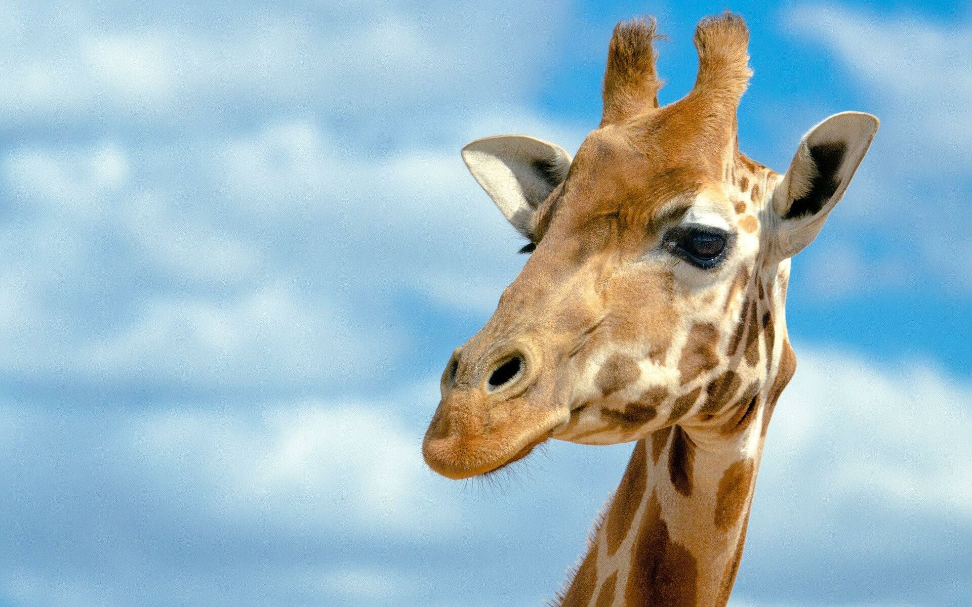 Testa di giraffa primo piano, 1920x1200 WUXGA, Laptop