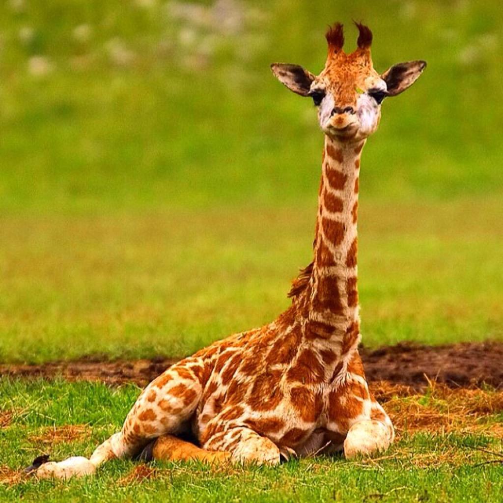 Cucciolo di giraffa nel prato, 1024x1024 HD, PC Desktop
