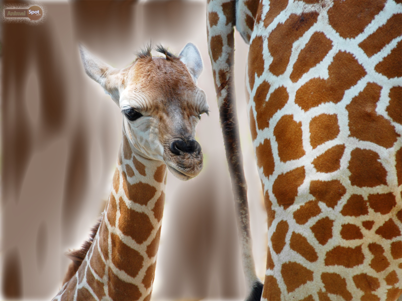 Cucciolo giraffa accanto adulto, 1600x1200 HD, PC