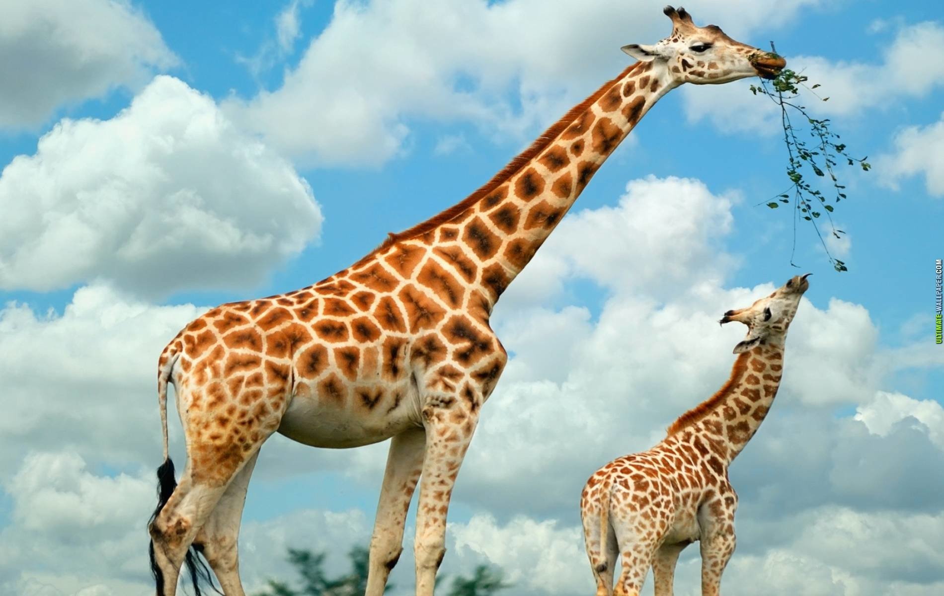 Giraffa adulta e cucciolo, 1900x1200 HD Ready, Desktop