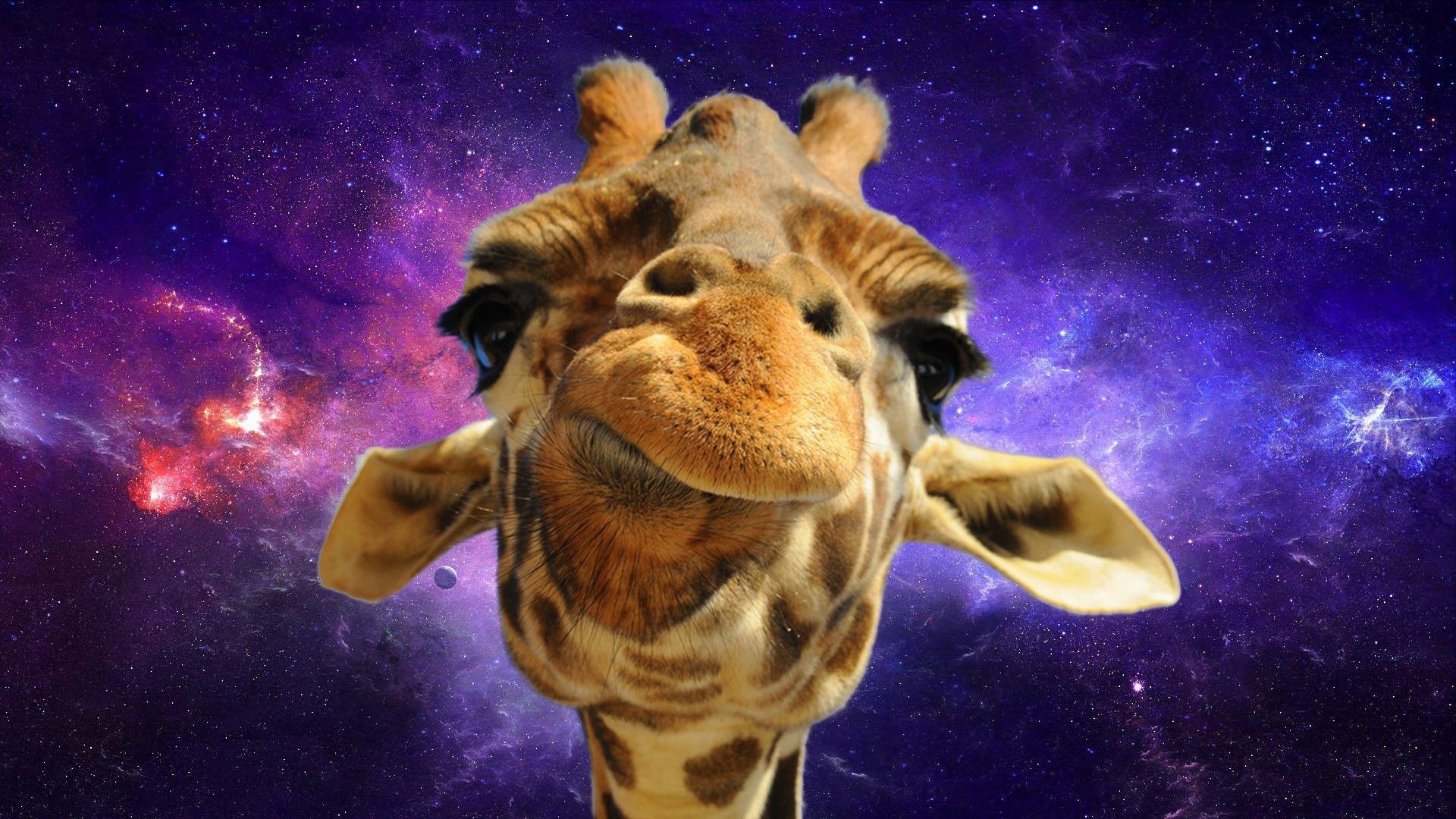 Giraffa nello spazio, 1920x1080 Full HD 1080p, PC
