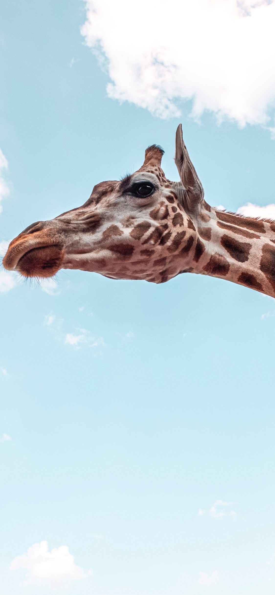 Giraffa sotto cielo azzurro, 1125x2436 Verticale, Telefono