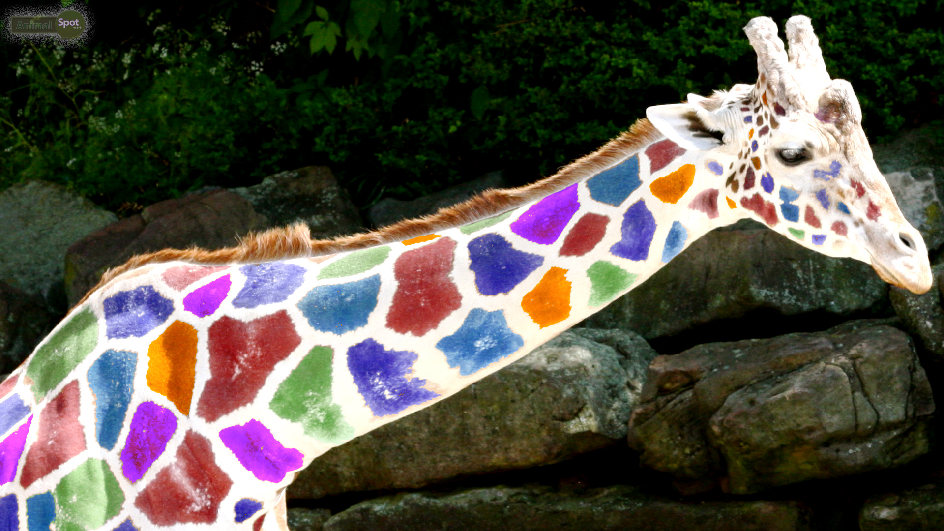 Giraffa colorata arcobaleno, 1920x1080 Full HD, Desktop