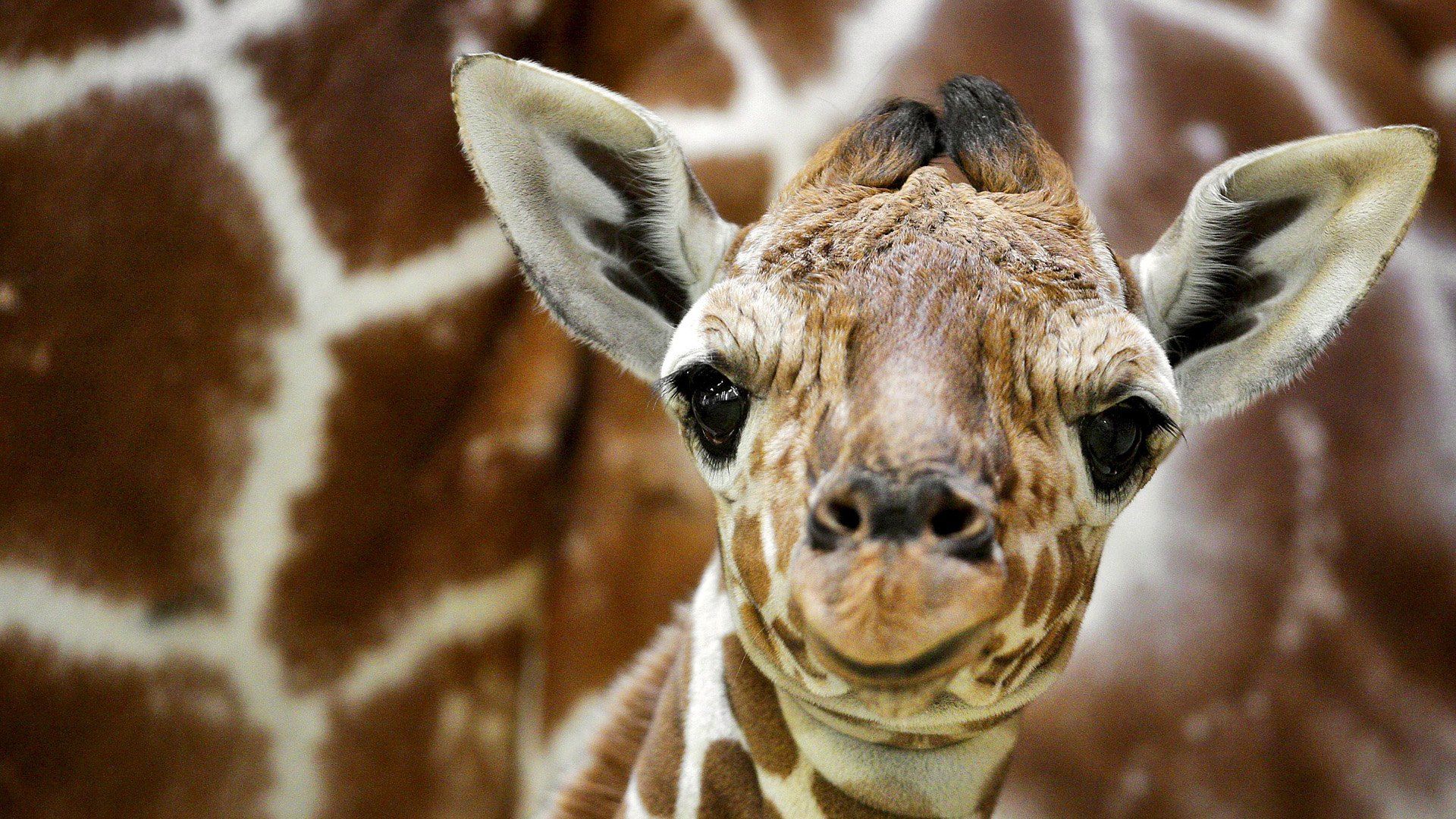 Cucciolo di giraffa primo piano, 1920x1080 1080p, PC Desktop