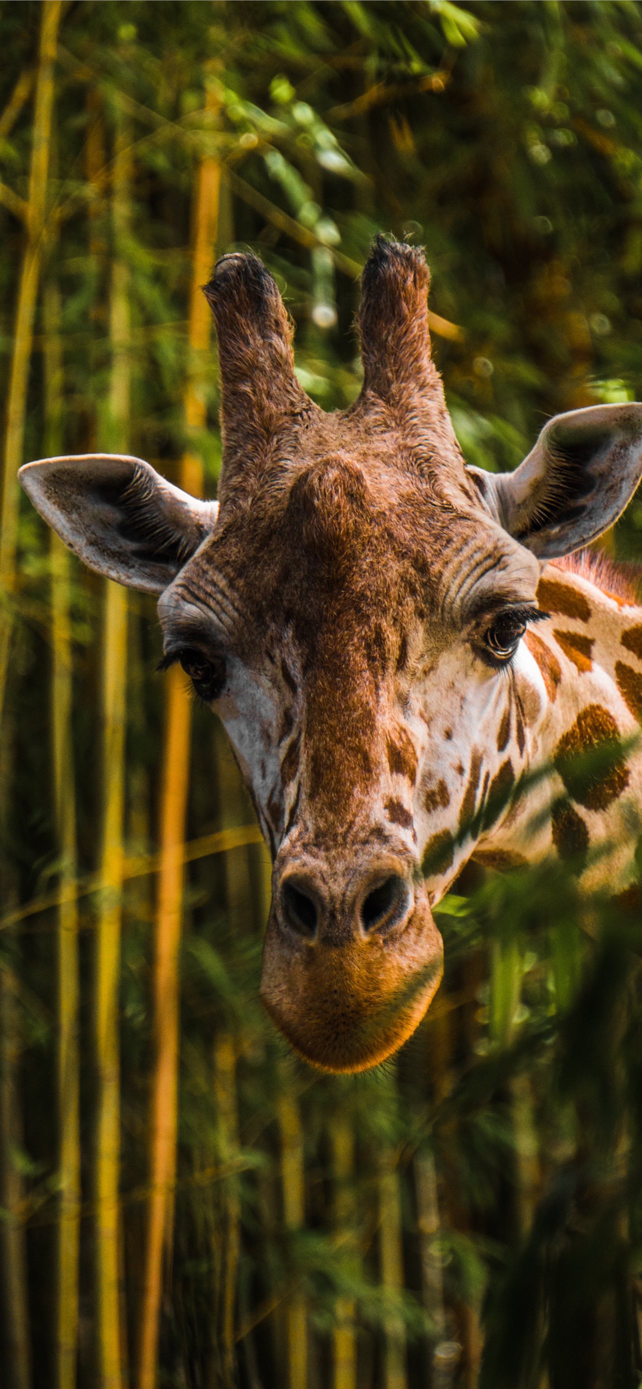 Giraffa tra bambù verde, 1284x2778 Full HD Verticale, Smartphone