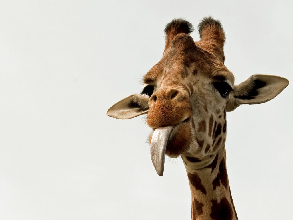 Giraffa con lingua fuori, 1024x768 HD, Desktop