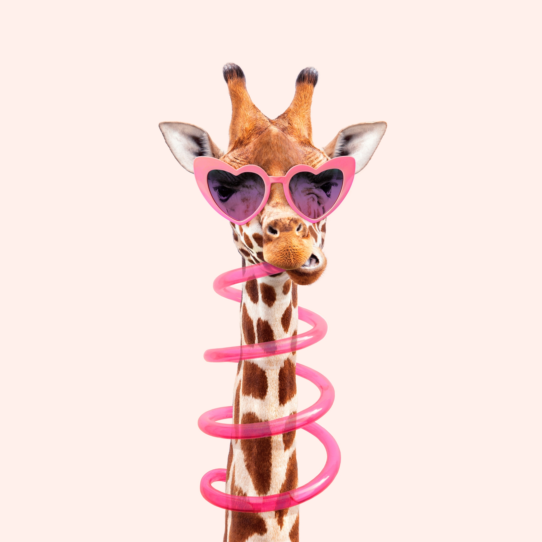 Giraffa con occhiali cuore rosa, 1800x1800 HD, Laptop