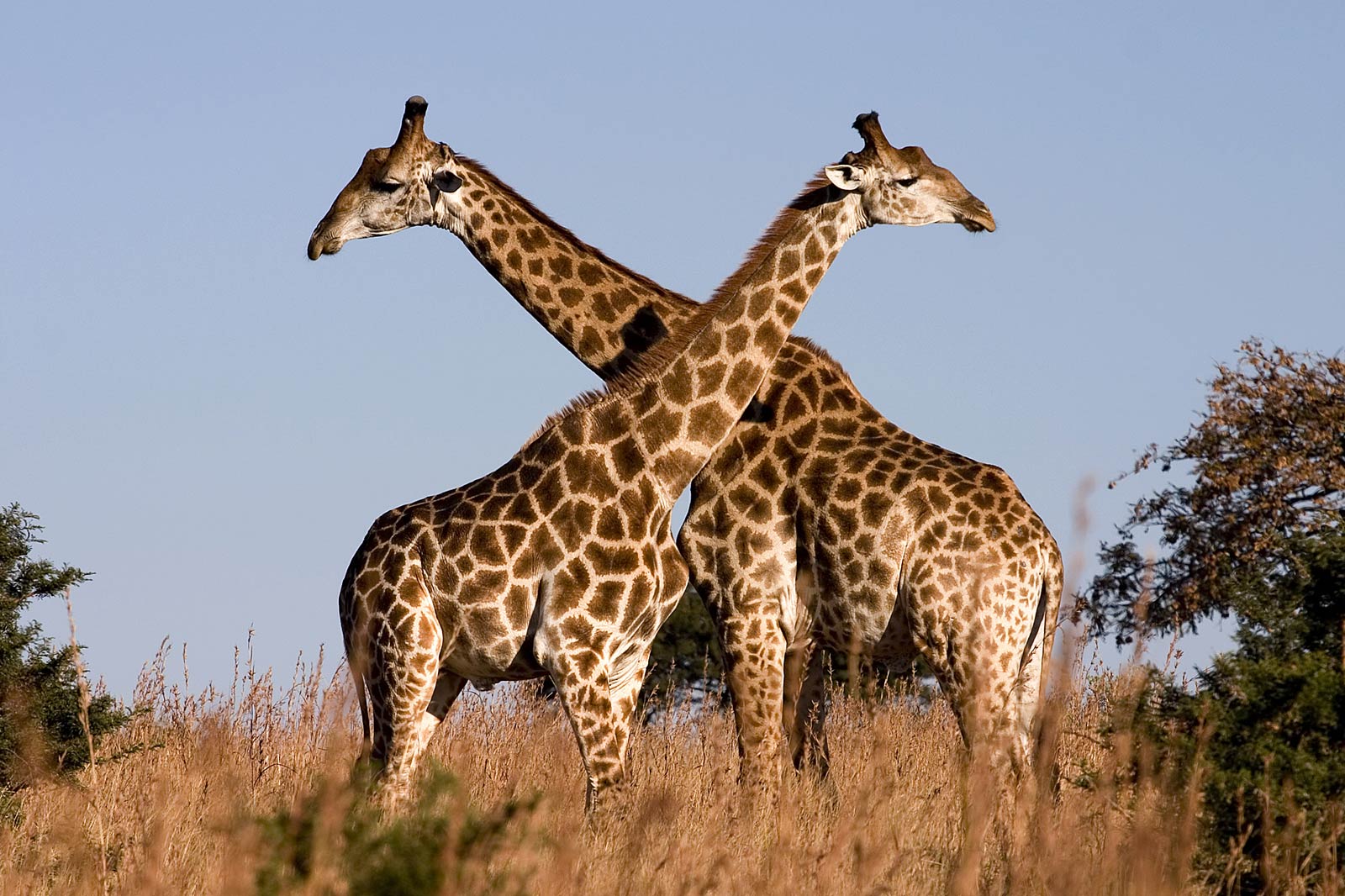 Due giraffe colli incrociati savana, 1600x1066 HD, ROG Asus Laptop