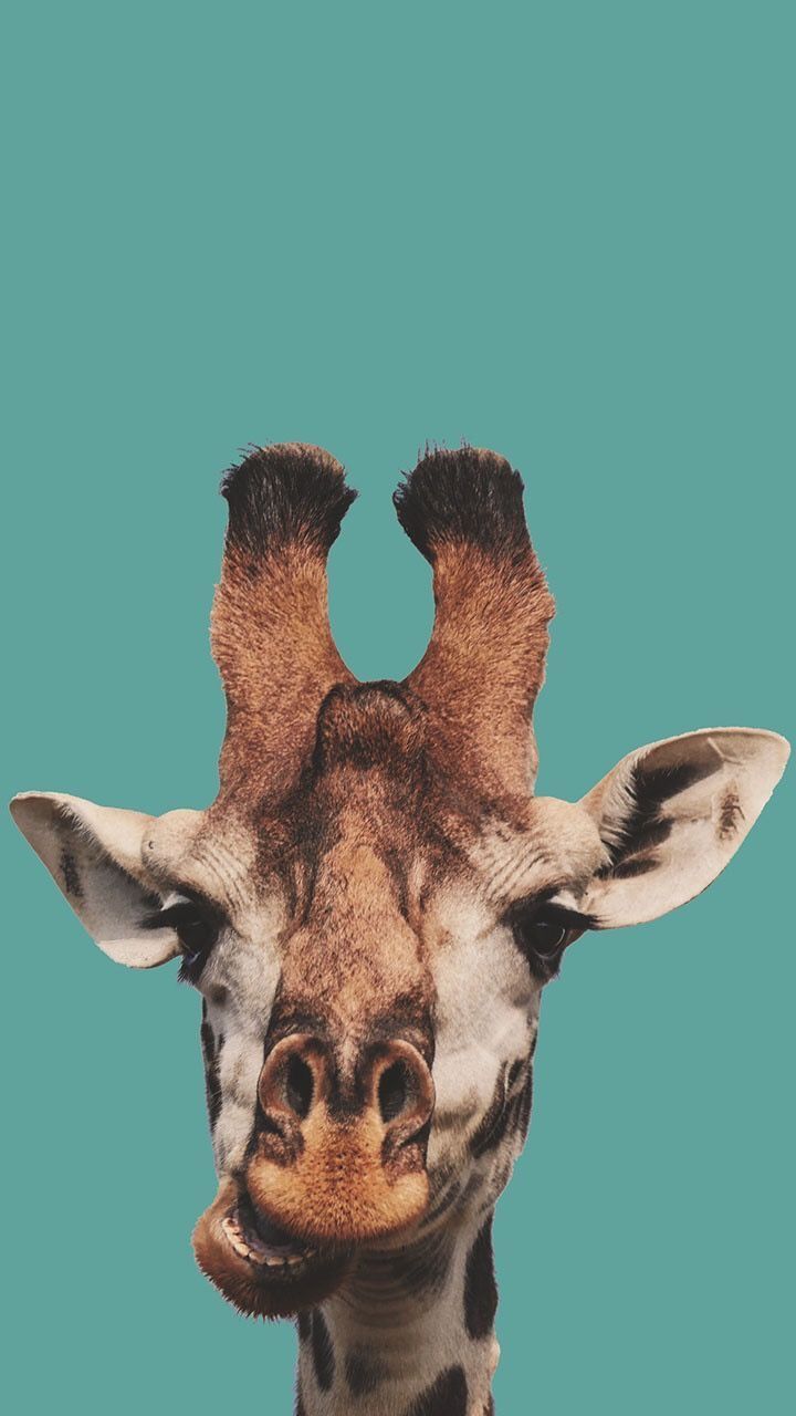Giraffa primo piano sfondo turchese, 720x1280 Verticale, Mobile