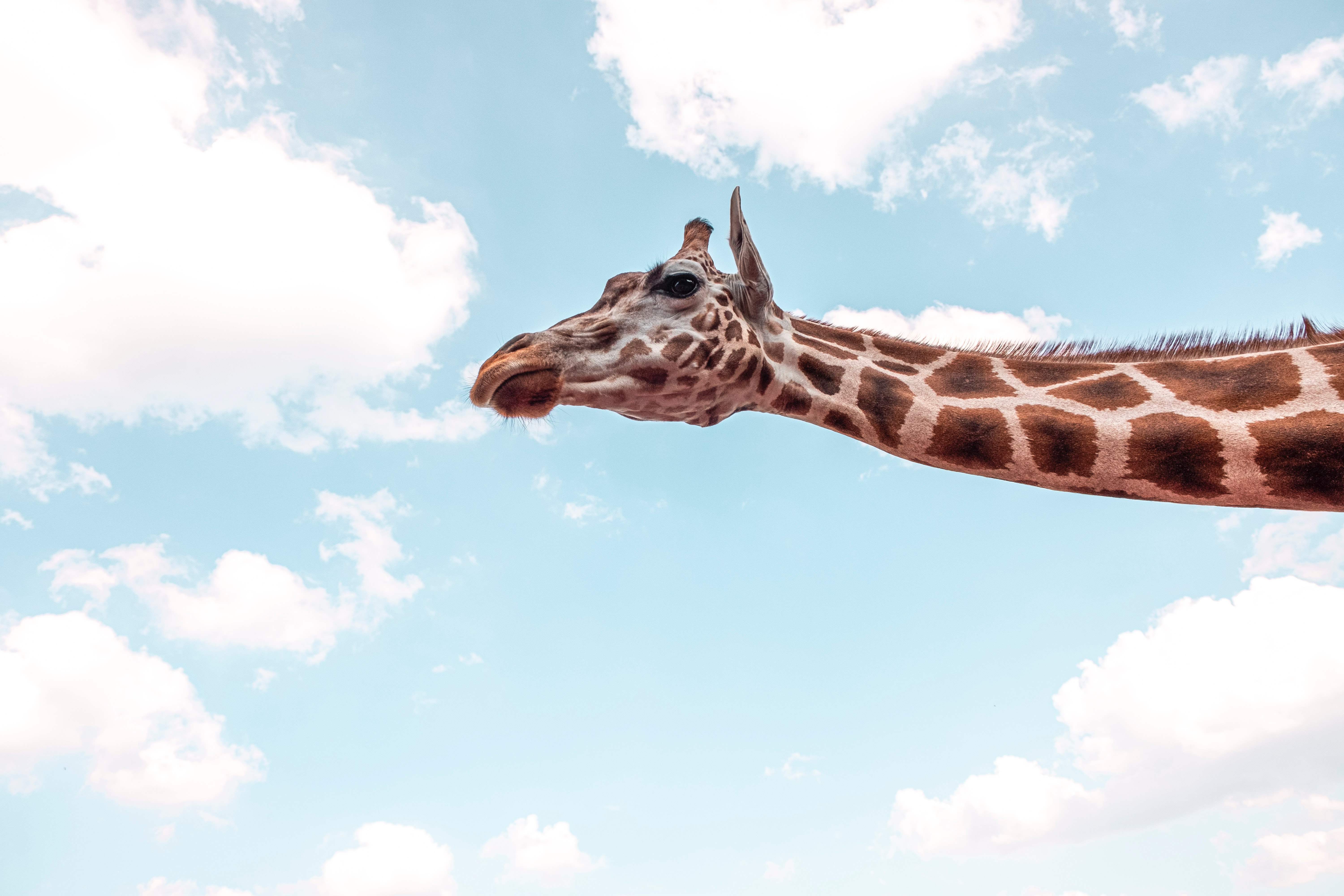 Giraffa sotto cielo blu, 6000x4000 4K Ultra HD, Monitor 4K