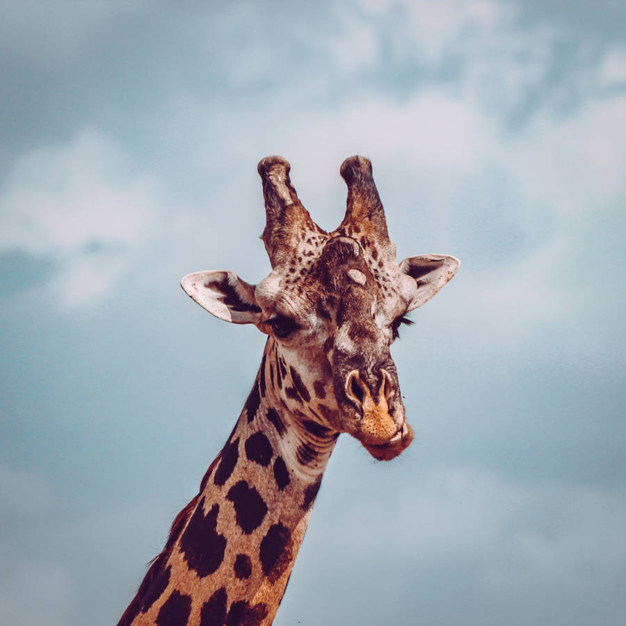 Giraffa cielo nuvoloso, 900x900 HD, PC