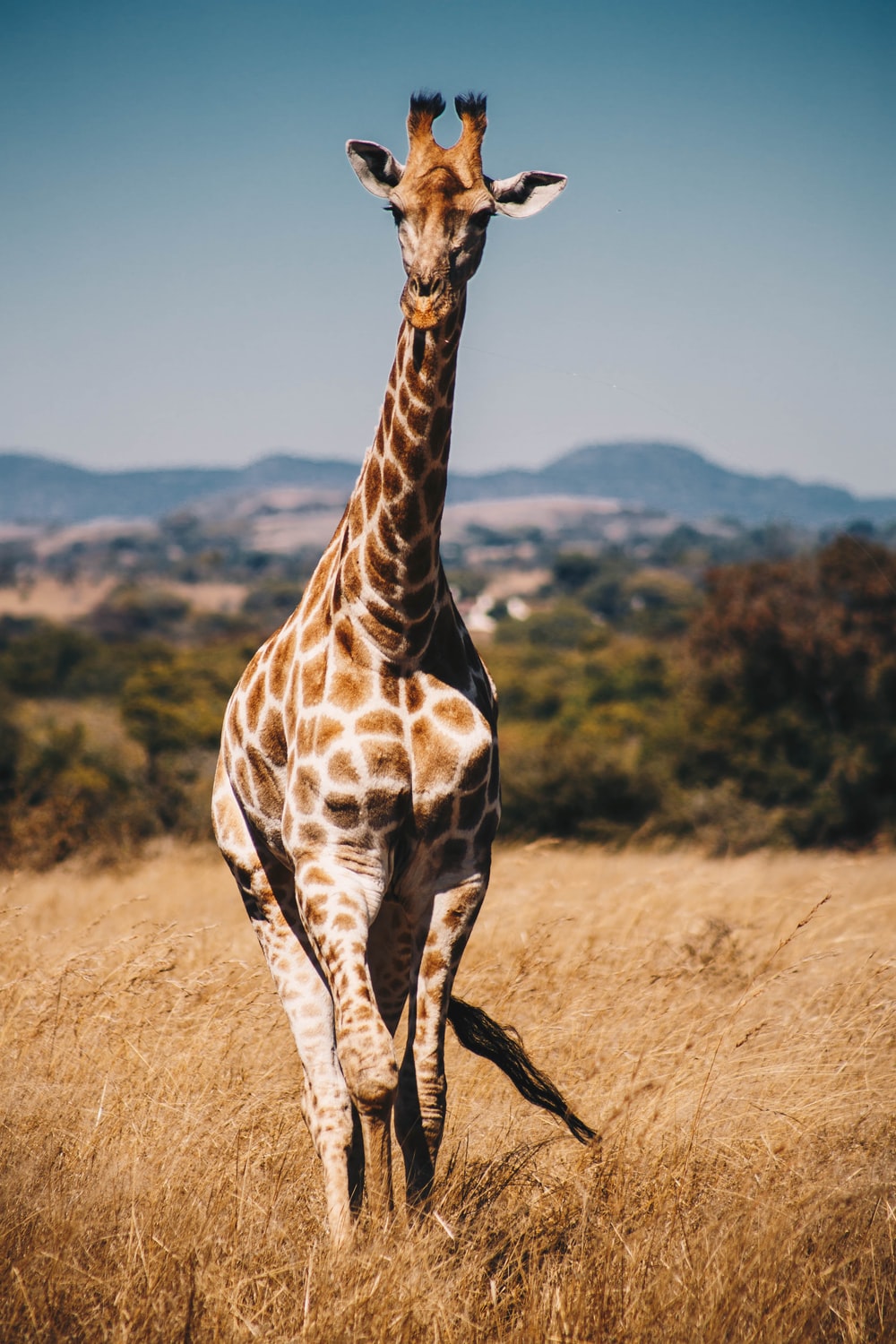 Giraffa nella savana africana, 1000x1500 Full HD Verticale, iPhone