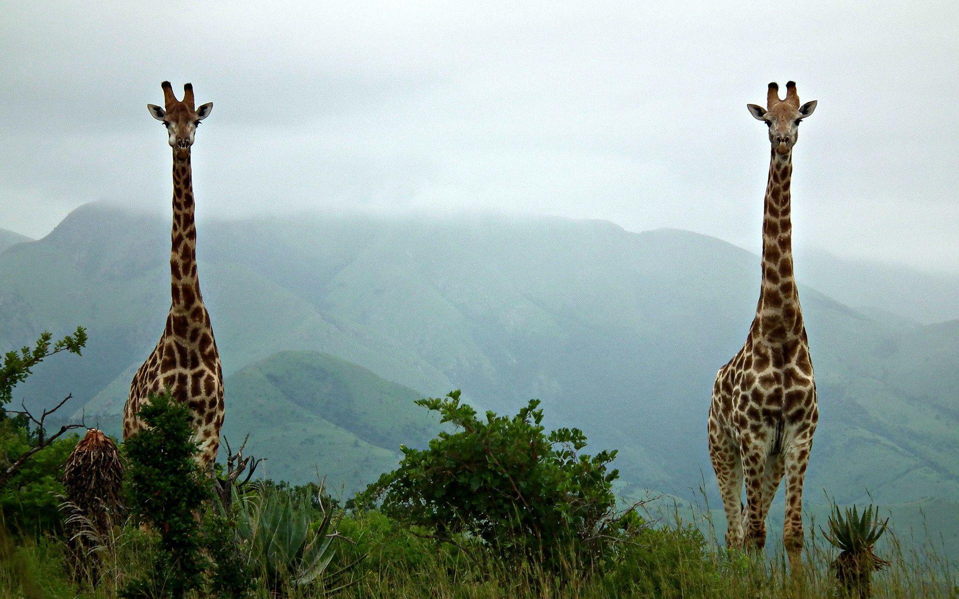 Due giraffe savana montagna, 1920x1200 Full HD+, Desktop