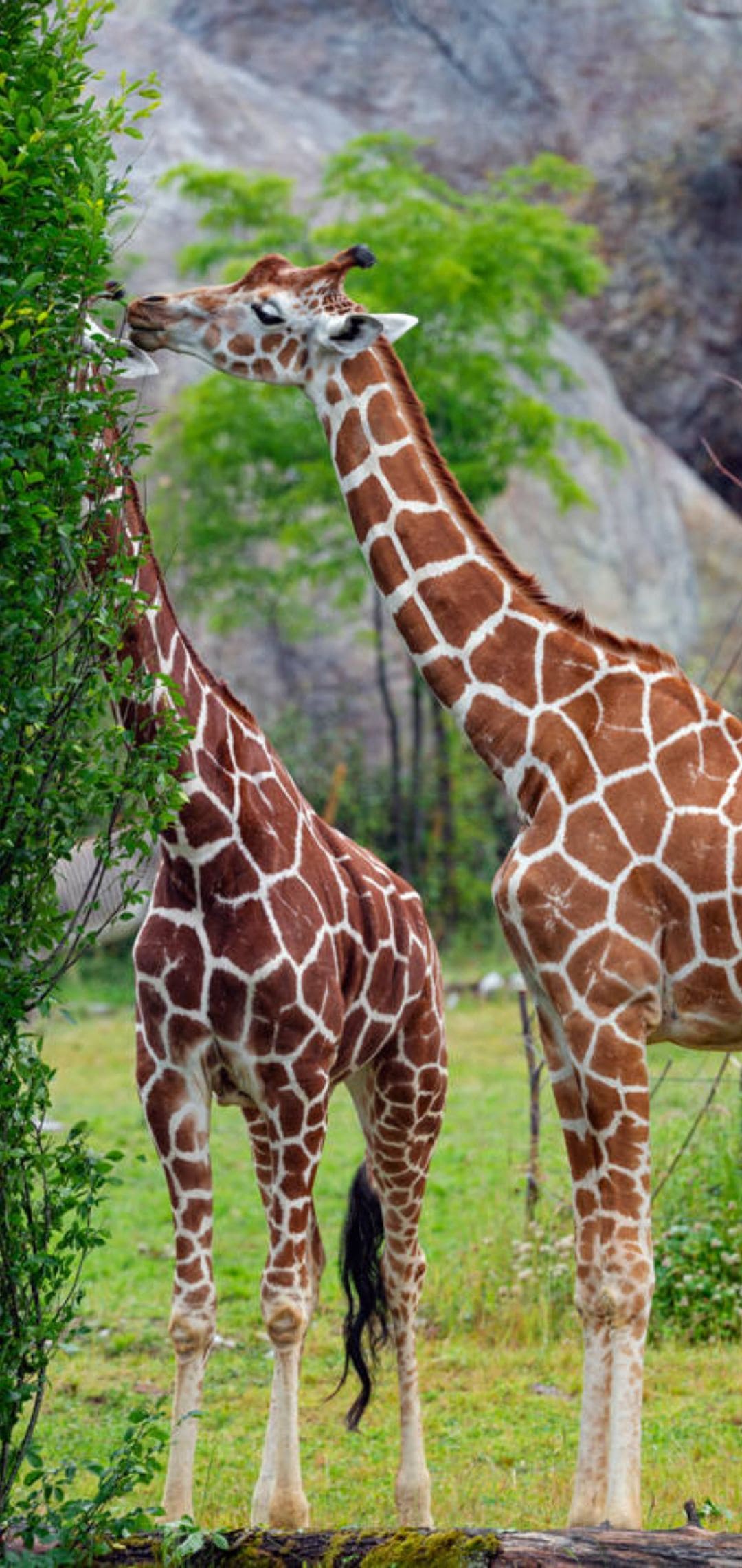 Giraffe che mangiano foglie, 1080x2280 Verticale, Mobile
