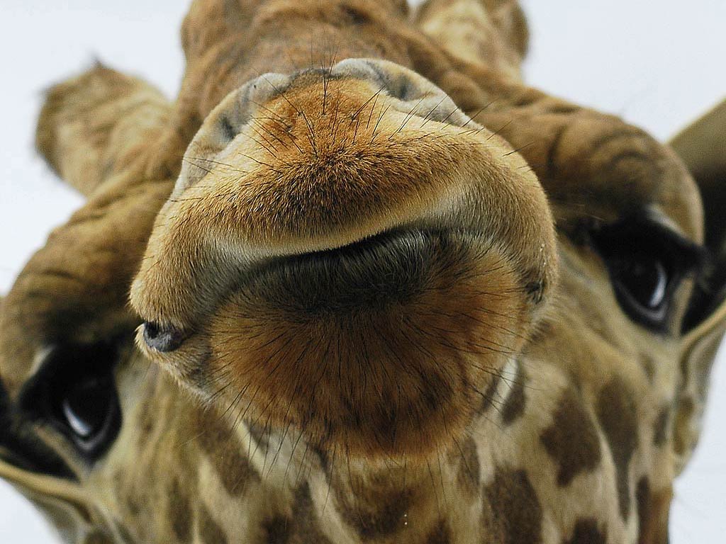 Primo piano naso giraffa, 1024x768 HD, PC