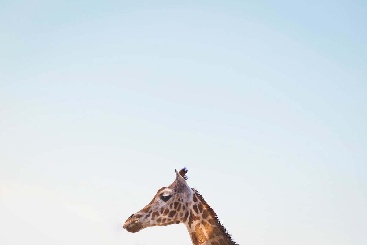 Testa di giraffa cielo azzurro, 1200x800 HD, Laptop