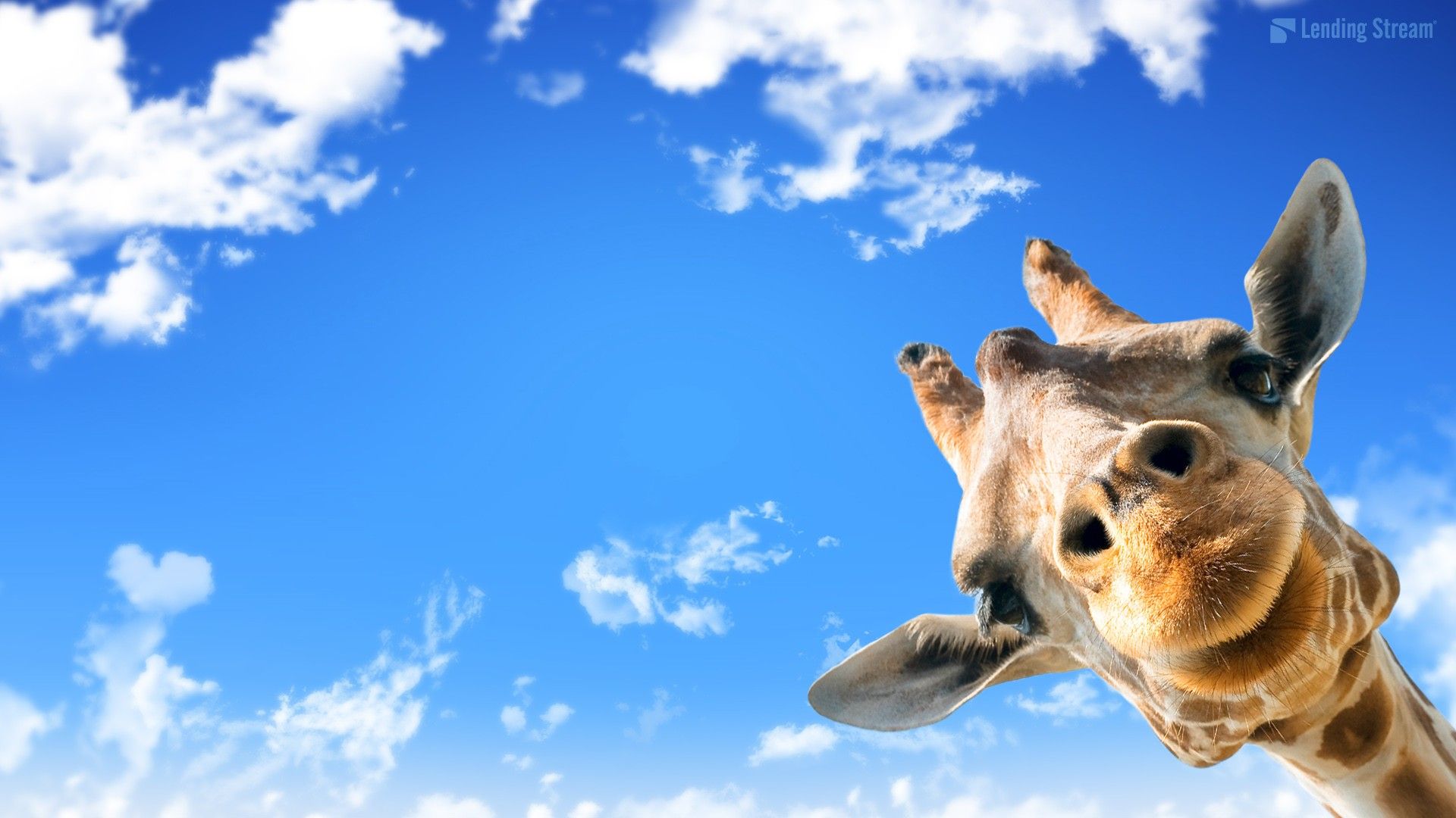 Giraffa buffa cielo azzurro, 1920x1080 1080p, PC Desktop