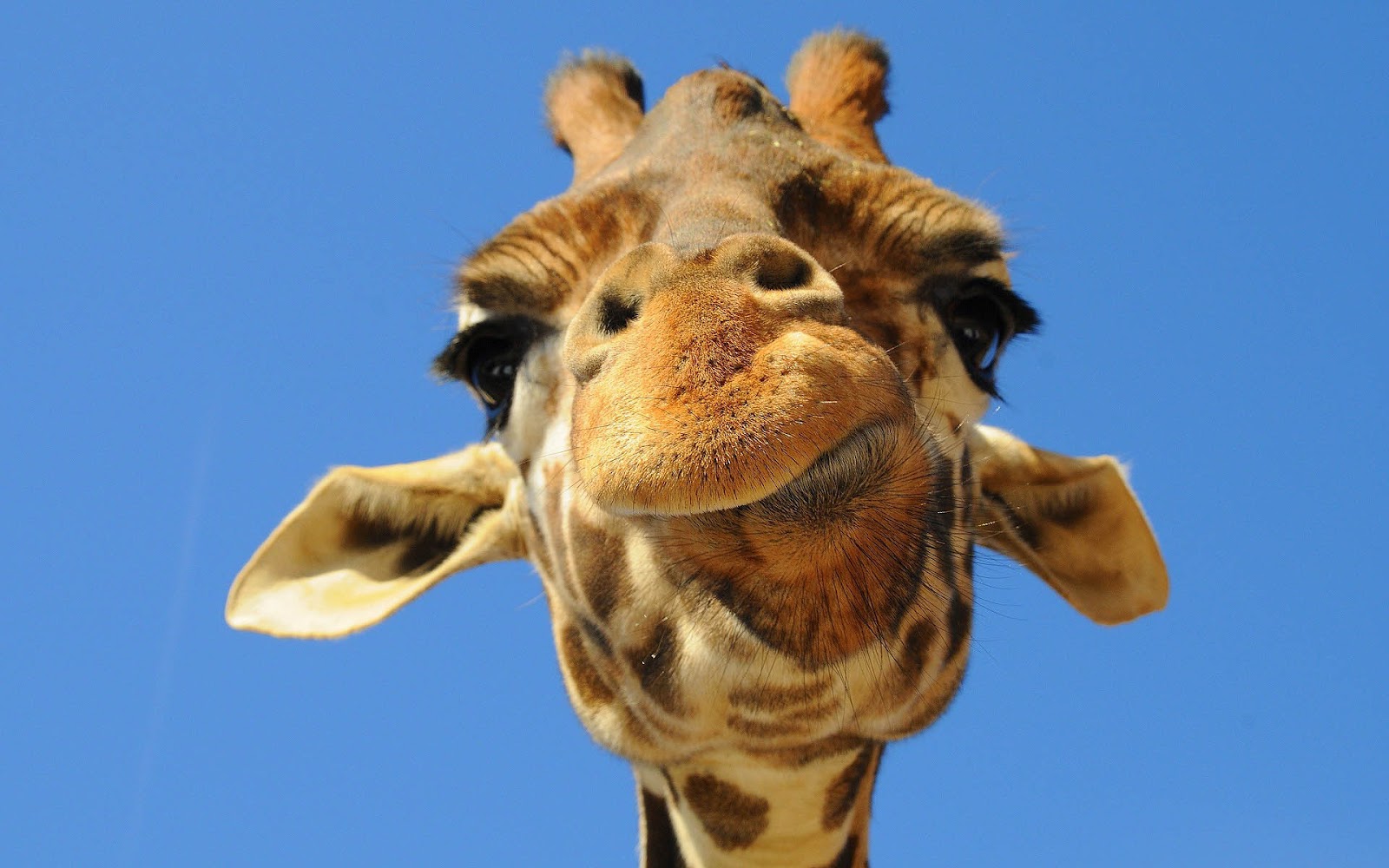 Primo piano giraffa cielo blu, 1600x1000 HD Ready, Laptop