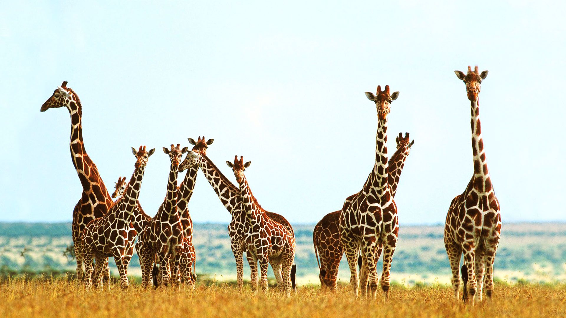 Gruppo di giraffe savana, 1920x1080 Full HD, Desktop