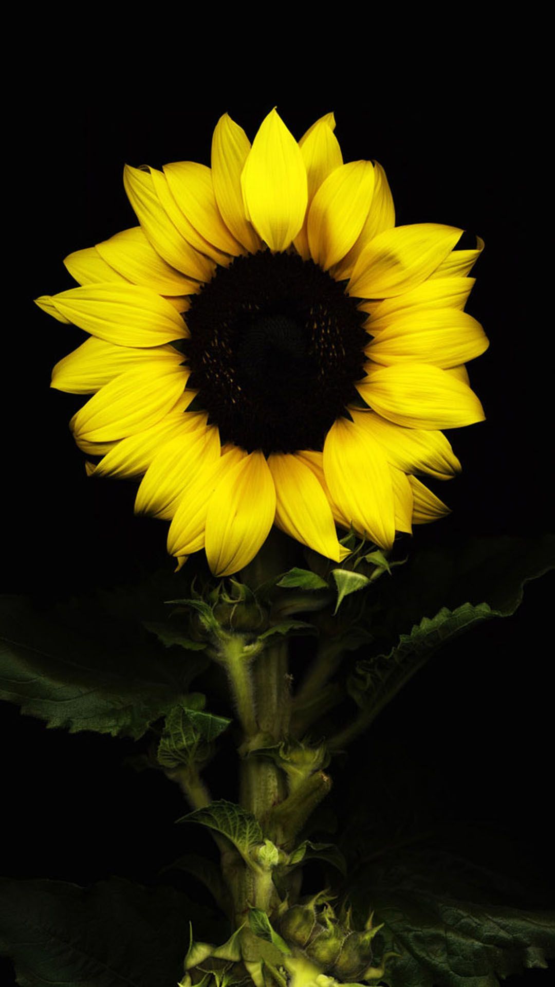 Girasole giallo su nero, 1080x1920 Full HD Verticale, iPhone