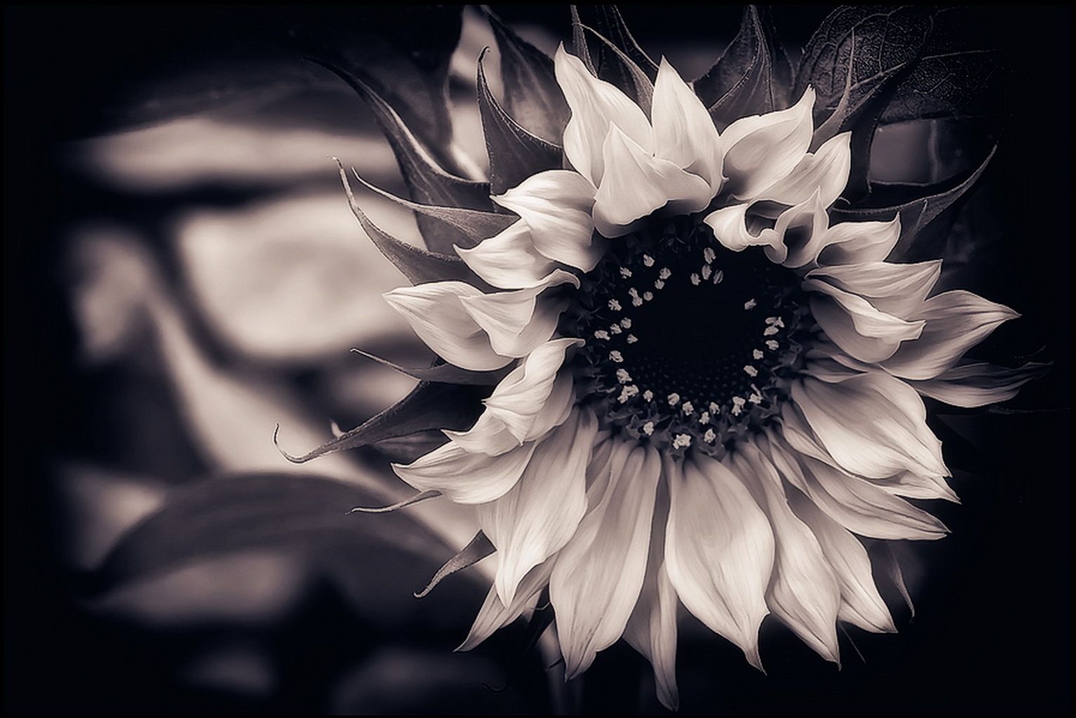 Girasole in bianco e nero, 1533x1024 720p, PC