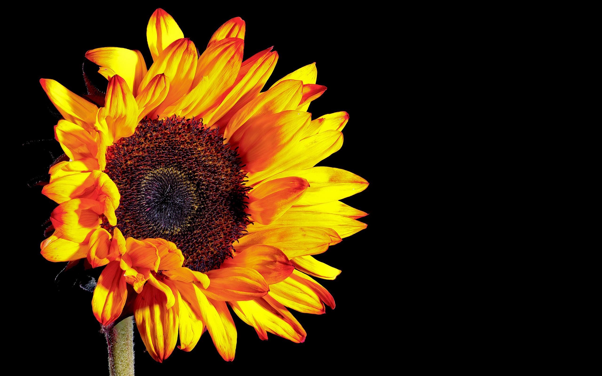 Girasole giallo sfondo nero, 2560x1600 2K+, Desktop