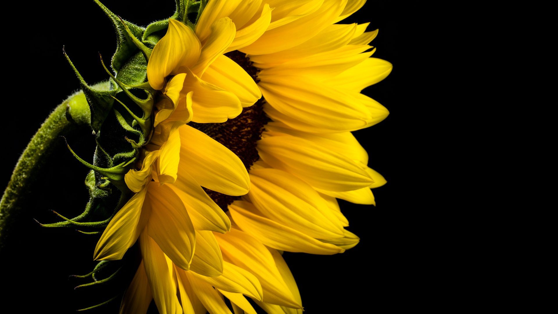 Girasole giallo su sfondo nero, 1920x1080 Full HD, Desktop