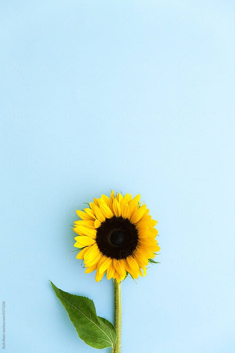 Girasole giallo su sfondo blu, 800x1200 Full HD Verticale, Smartphone