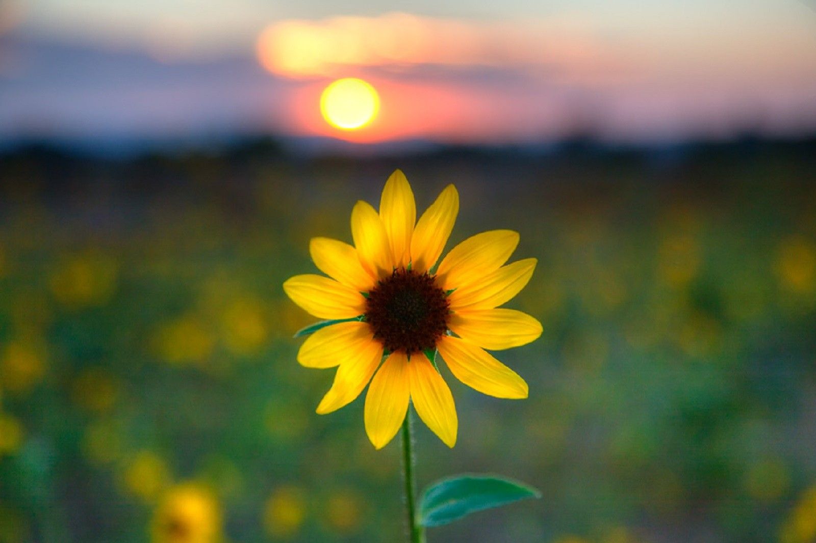 Girasole giallo al tramonto, 1600x1066 HD, ROG Asus Laptop