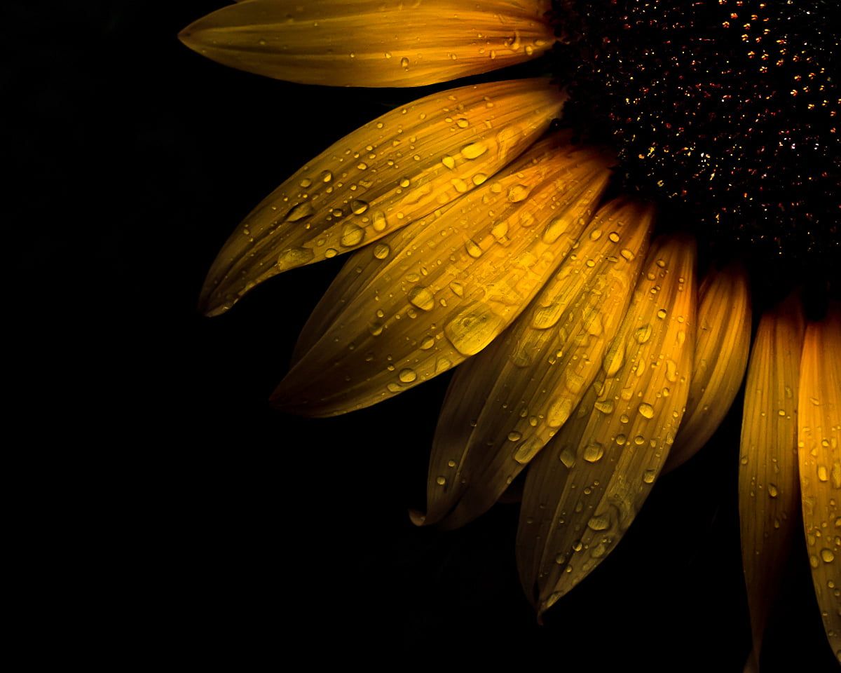 Girasole con gocce d'acqua, 1200x960 HD, Laptop